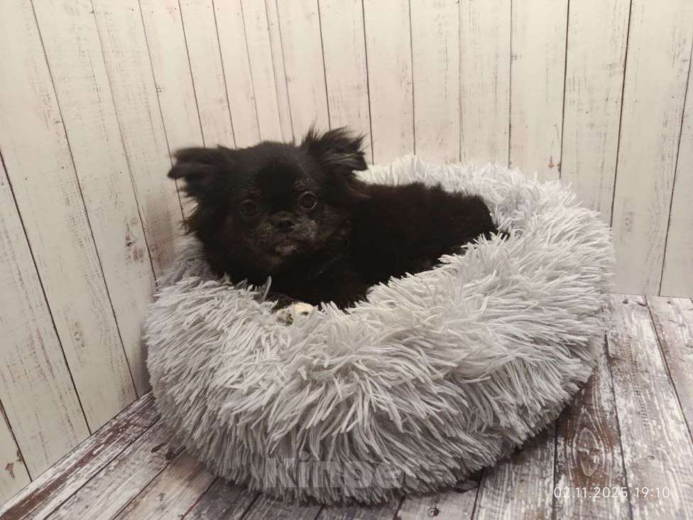 Собаки в Клине: Ёжик Мальчик, 25 000 руб. - фото 2