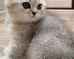 Кошки в Чебоксарах: Шотландский котёнок (фолд) Мальчик, 10 000 руб. - фото 1