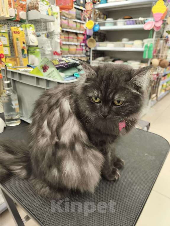 Кошки в Москве: кошка Тучка ищет дом Девочка, Бесплатно - фото 2