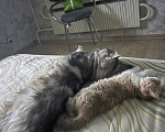 Кошки в Казани: Котята, помесь селкирк рекс с шотландским прямоухим Девочка, 25 000 руб. - фото 2
