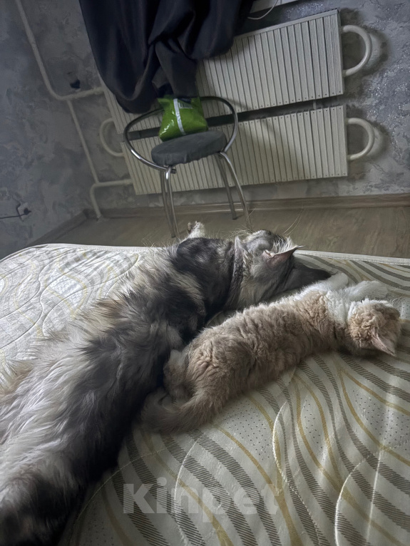 Кошки в Казани: Котята, помесь селкирк рекс с шотландским прямоухим Девочка, 25 000 руб. - фото 2