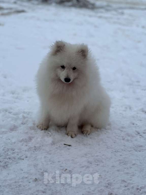 Собаки в Москве: Энри Петто Из Воронцовского Дворца  Мальчик, 50 000 руб. - фото 6
