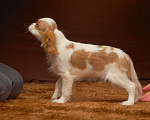 Собаки в Ижевске: Щенки Кавалер Кинг Чарльз спаниеля Мальчик, 90 000 руб. - фото 3
