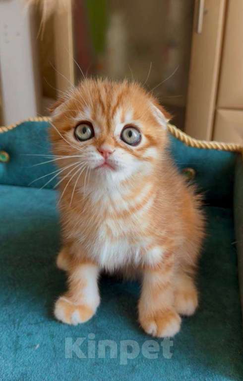 Кошки в Москве: Каспер Мальчик, 80 000 руб. - фото 2