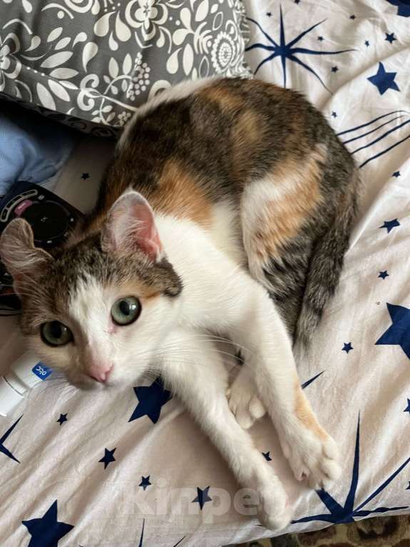Кошки в Самаре: Кошка со сломанным ушком Девочка, 1 000 руб. - фото 2