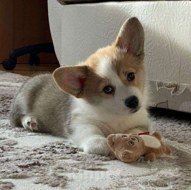 Собаки в Воронеже: Щенки вельш-корги пемброк Мальчик, 22 000 руб. - фото 4