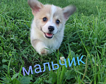 Собаки в Нижнем Новгороде: Вельш корги пемброк  Мальчик, 50 000 руб. - фото 1