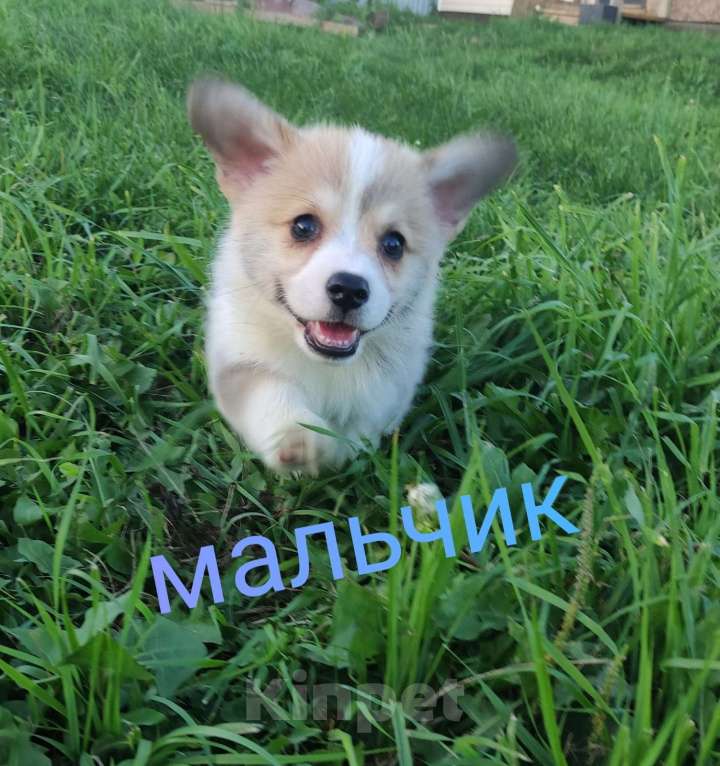 Собаки в Нижнем Новгороде: Вельш корги пемброк  Мальчик, 50 000 руб. - фото 1
