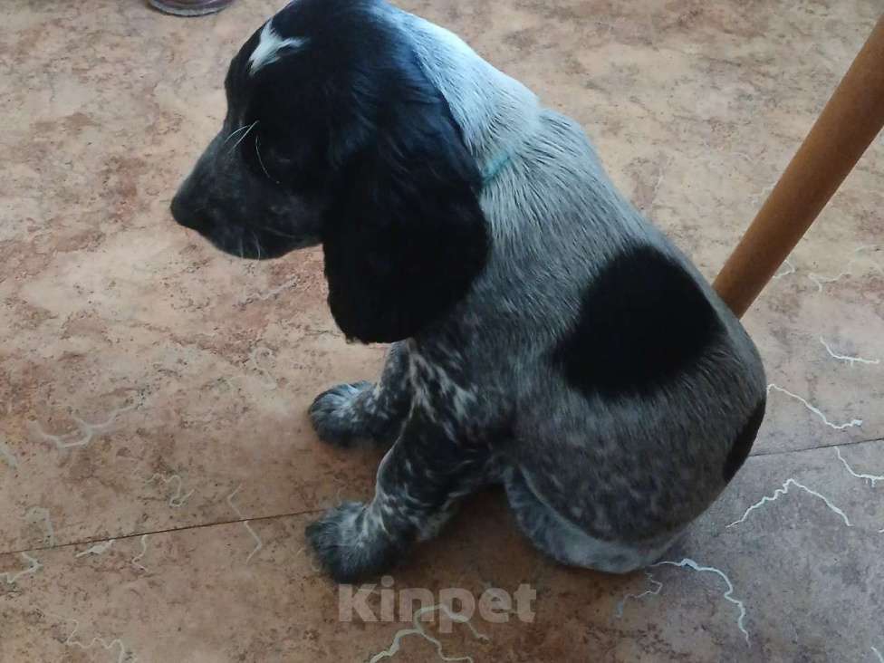 Собаки в Дзержинске: Продам щенка русского охотничьего спаниеля  Девочка, 10 000 руб. - фото 2