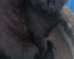 Кошки в Воронеже: Продаю котёнка мышелова Мальчик, 300 руб. - фото 1