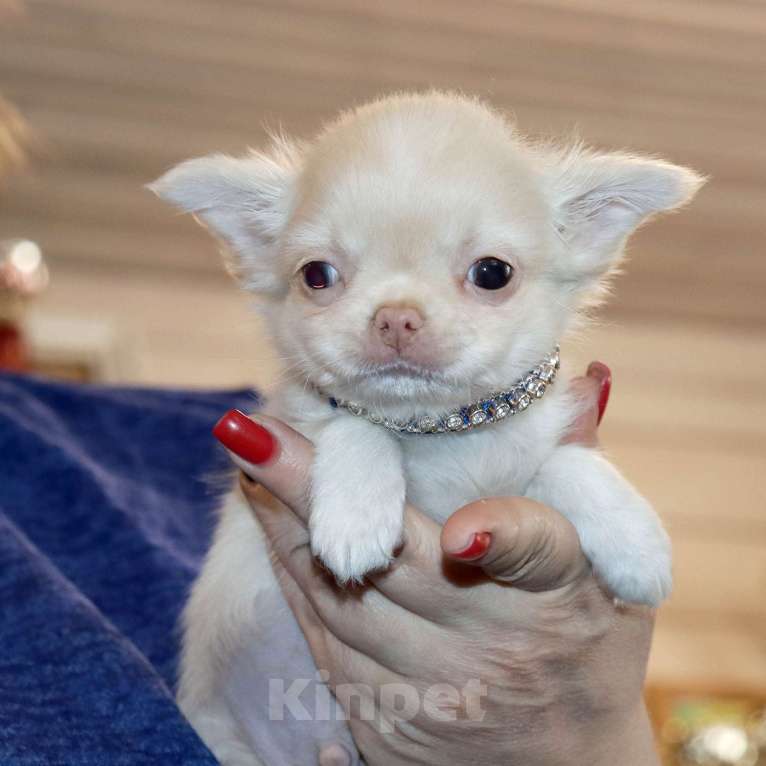 Собаки в Лобне: Крошка чихуахуа Мальчик, 55 000 руб. - фото 5