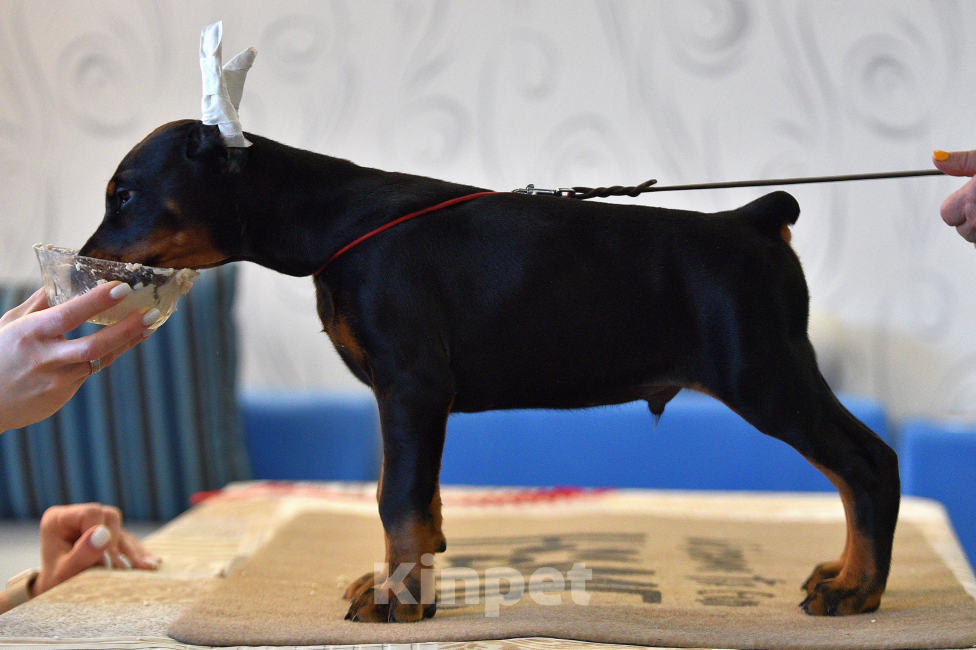 Собаки в Москве: Готов к переезду 2.5 месяца Разнополые, 100 000 руб. - фото 9