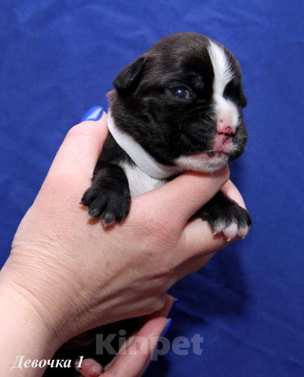 Собаки в Саратове: Щенок Немецкого боксера (девочка) Девочка, Бесплатно - фото 4