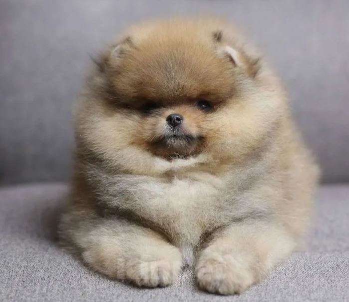 Собаки в Тольятти: Щенята миники из питомника Девочка, Бесплатно - фото 4