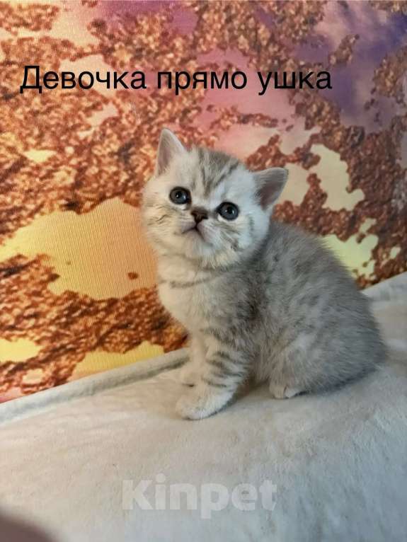 Кошки в Хабаровске: Шотландские пряухие котятки Девочка, 15 000 руб. - фото 6