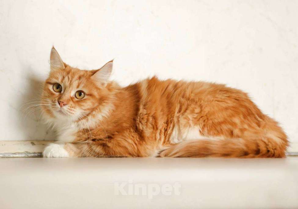 Кошки в Москве: Кошка Злата ищет дом! Девочка, Бесплатно - фото 5