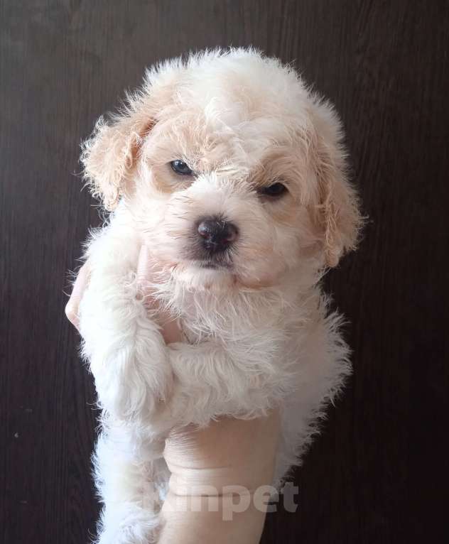 Собаки в Ярославле: Щенки мальтипу Мальчик, 53 000 руб. - фото 2