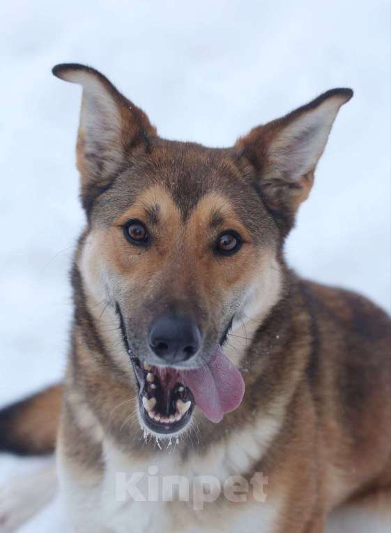 Собаки в Москве: Красивая энергичная лисичка Цири ищет дом, 2.5 года. Девочка, 1 руб. - фото 5