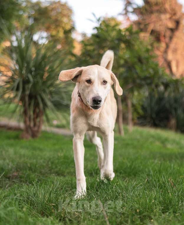 Собаки в других городах Краснодарского края: Добрейшая собака Челси в добрые ручки  Девочка, Бесплатно - фото 2