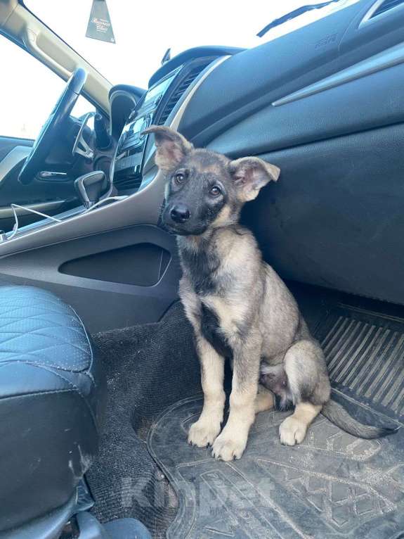 Собаки в Москве: Щенок в добрые руки! Мальчик, Бесплатно - фото 7