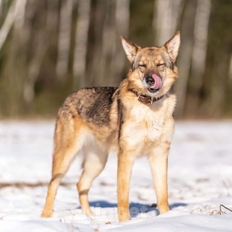 Собаки в Клине: Кейси — трогательная собачка Девочка, Бесплатно - фото 7