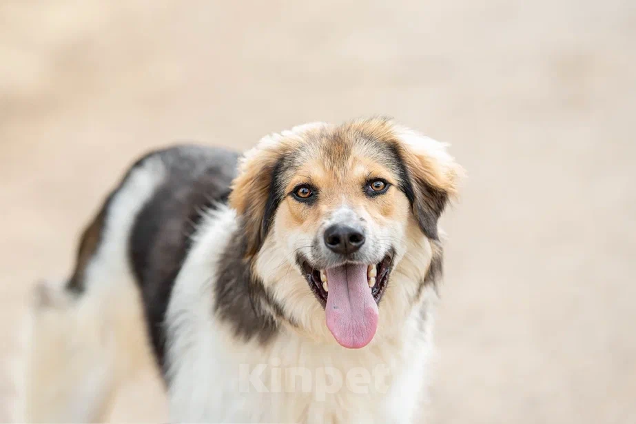 Собаки в Москве: Умные и позитивные пёсики (1,5 г.) ищут дом Мальчик, Бесплатно - фото 7