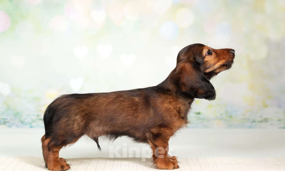 Собаки в Москве: Такса миниатюрная длинношёрстная Мальчик, Бесплатно - фото 7