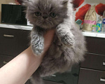 Кошки в Сельце: Голубой персидский котёнок, 24 998 руб. - фото 3