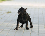 Собаки в Москве: Щенок булли (покет) Девочка, 100 000 руб. - фото 3