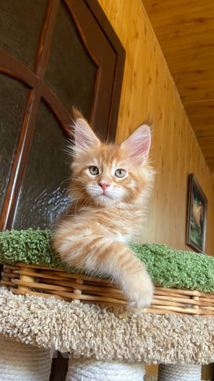 Кошки в Ростове-на-Дону: Котенок Мейн-Кун Мальчик, 40 000 руб. - фото 8