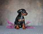 Собаки в Москве: Мальчики цвергпинчер Мальчик, 40 000 руб. - фото 7