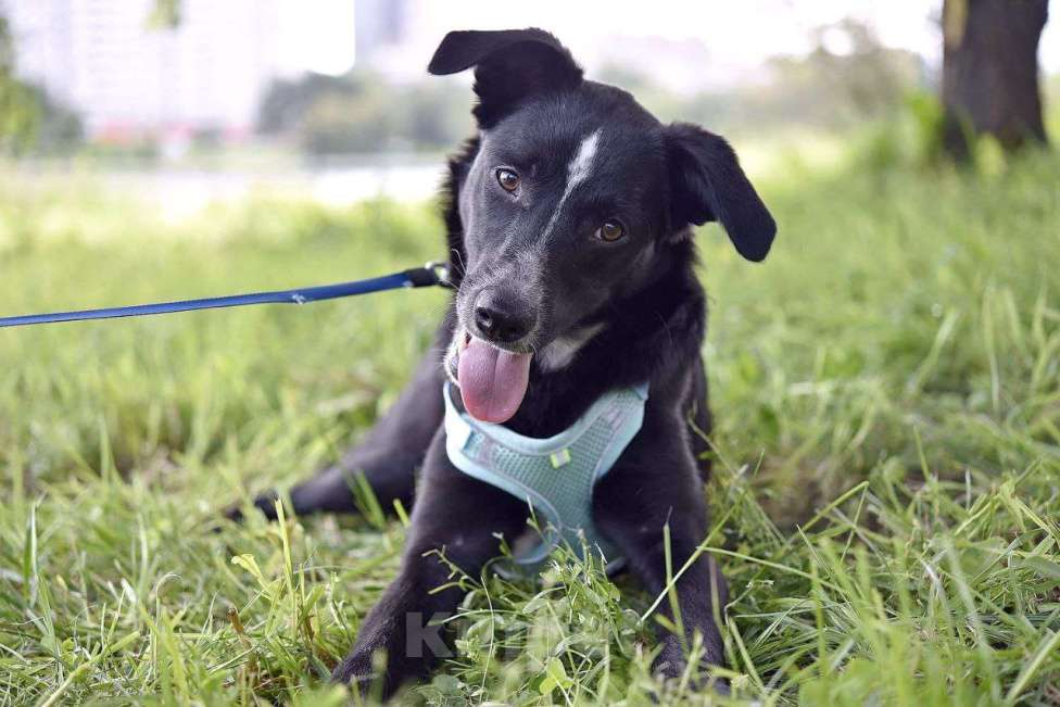 Собаки в Москве: Щенок в добрые руки Мальчик, Бесплатно - фото 1