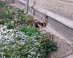 Кошки в Екатеринбурге: Кошка с котёнком в добрые руки  Девочка, 500 руб. - фото 6