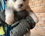 Собаки в Междуреченске: Продам щенков аляскинского маламута без документов Мальчик, 3 000 руб. - фото 3