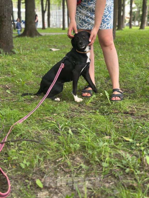 Собаки в Москве: Небольшая Нола в поисках дома Девочка, Бесплатно - фото 3