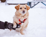 Собаки в Москве: Маленький пёсик иет семью Мальчик, Бесплатно - фото 1