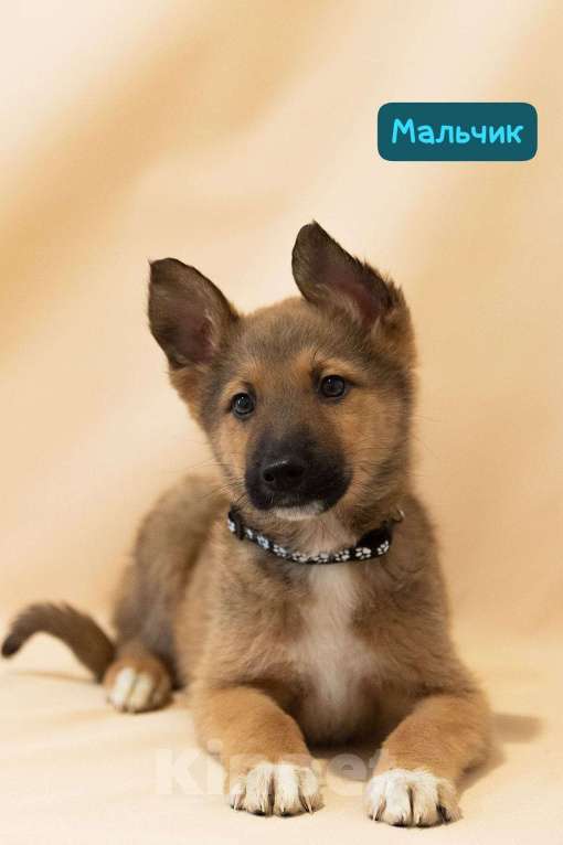 Собаки в Москве: Щенки всех окрасов в добрые руки Мальчик, 1 руб. - фото 8