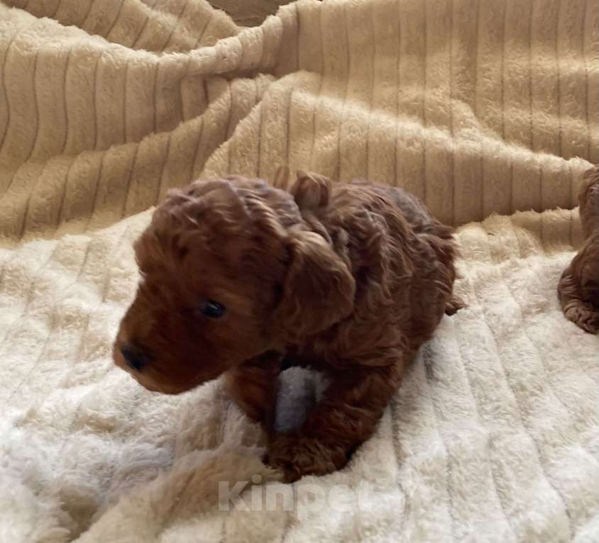 Собаки в Санкт-Петербурге: Шикарный мальчик той пуделя ред броун  Мальчик, Бесплатно - фото 5