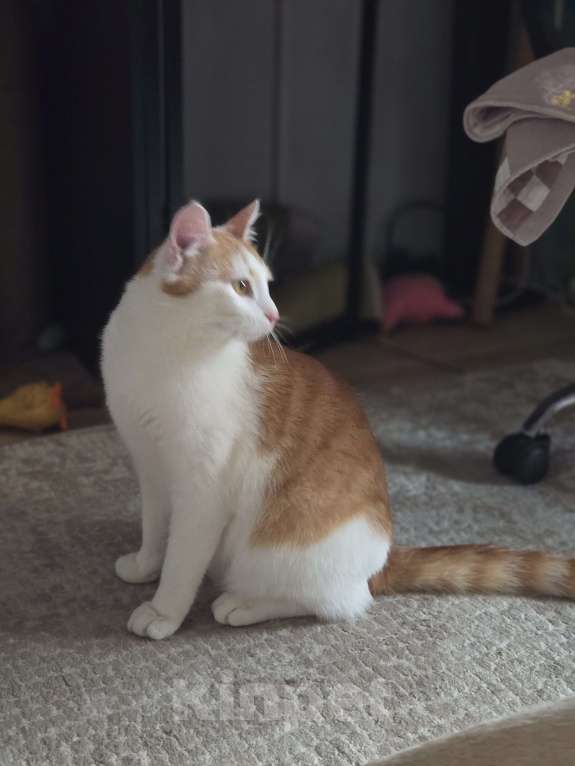 Кошки в Москве: Котик в добрые руки Мальчик, Бесплатно - фото 7