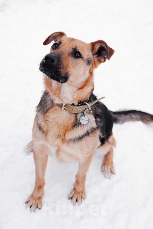 Собаки в Москве: Вайгар Мальчик, Бесплатно - фото 6