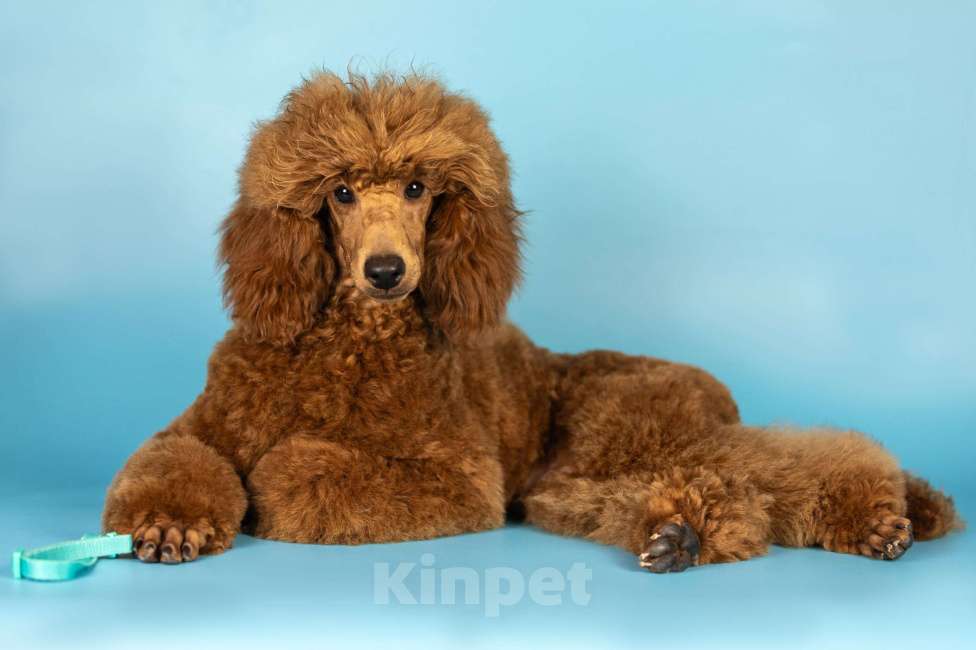 Собаки в Нижнем Новгороде: Продаю щенков среднего пуделя Мальчик, Бесплатно - фото 2