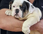 Собаки в Москве: Английский бульдог Девочка, Бесплатно - фото 1