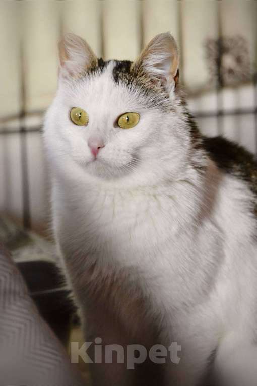 Кошки в Москве: Шарлотта Девочка, Бесплатно - фото 3