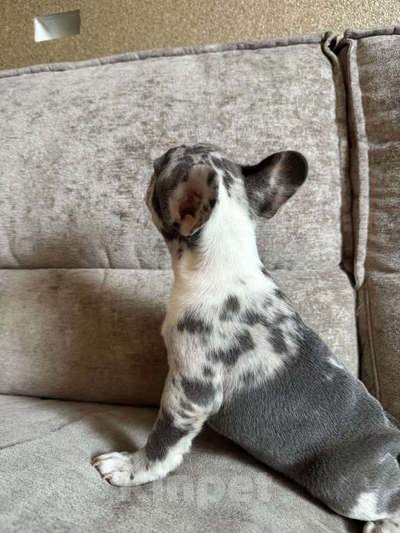 Собаки в Москве: Французский бульдог  Девочка, 80 000 руб. - фото 3