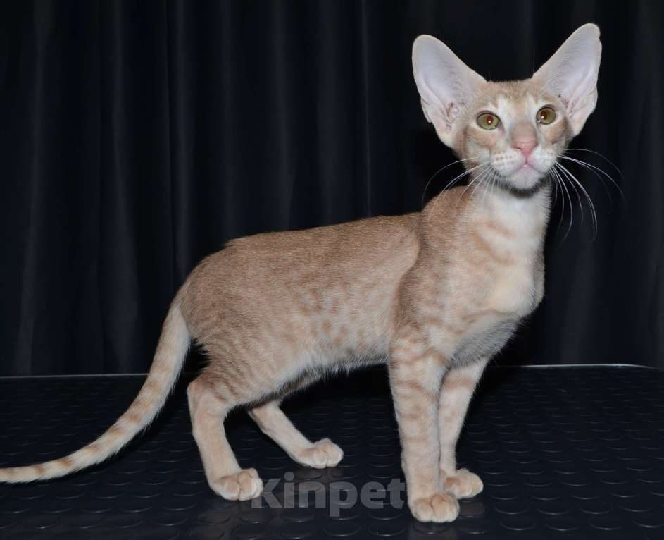 Кошки в Глазове: ориентальные котики с доками Мальчик, 50 000 руб. - фото 1