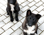 Собаки в Москве: Щенки-мальчики Мальчик, 10 руб. - фото 4
