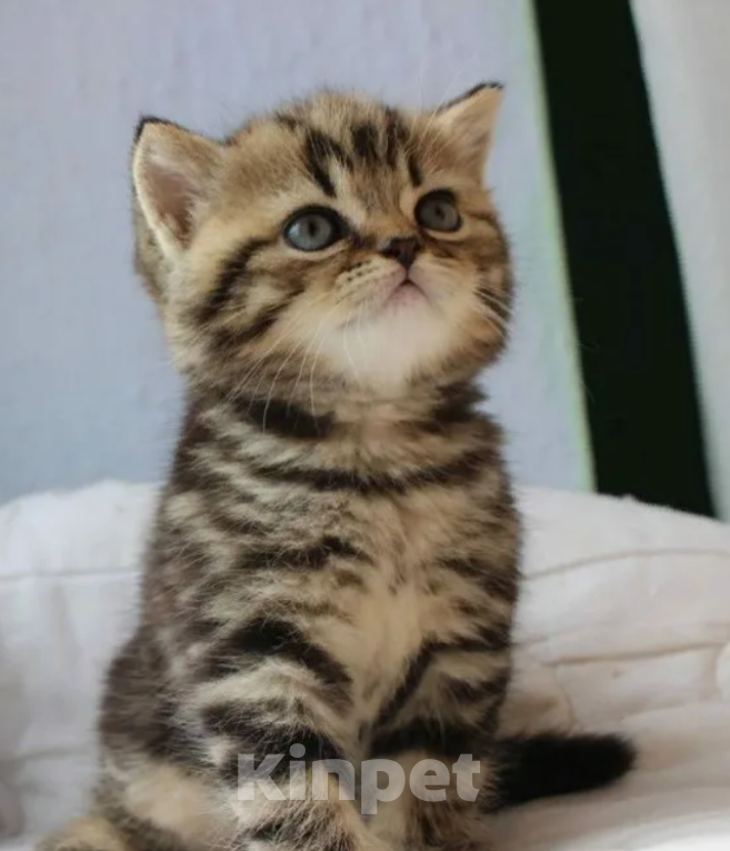 Кошки в Сыктывкаре:  🔻Продам шотландских котят вислоухие и прямоухие💕🐈  Мальчик, Бесплатно - фото 4