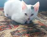 Кошки в Москве: Кошечка Клякса Девочка, Бесплатно - фото 2