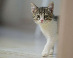 Кошки в Москве: Котенок-малышок ищет свою семью! Мальчик, Бесплатно - фото 2