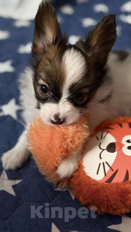 Собаки в Москве: Щенки папийона  от высокопородных родителей Разнополые, Бесплатно - фото 6